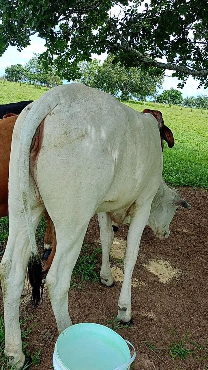Bezzera raçada 
