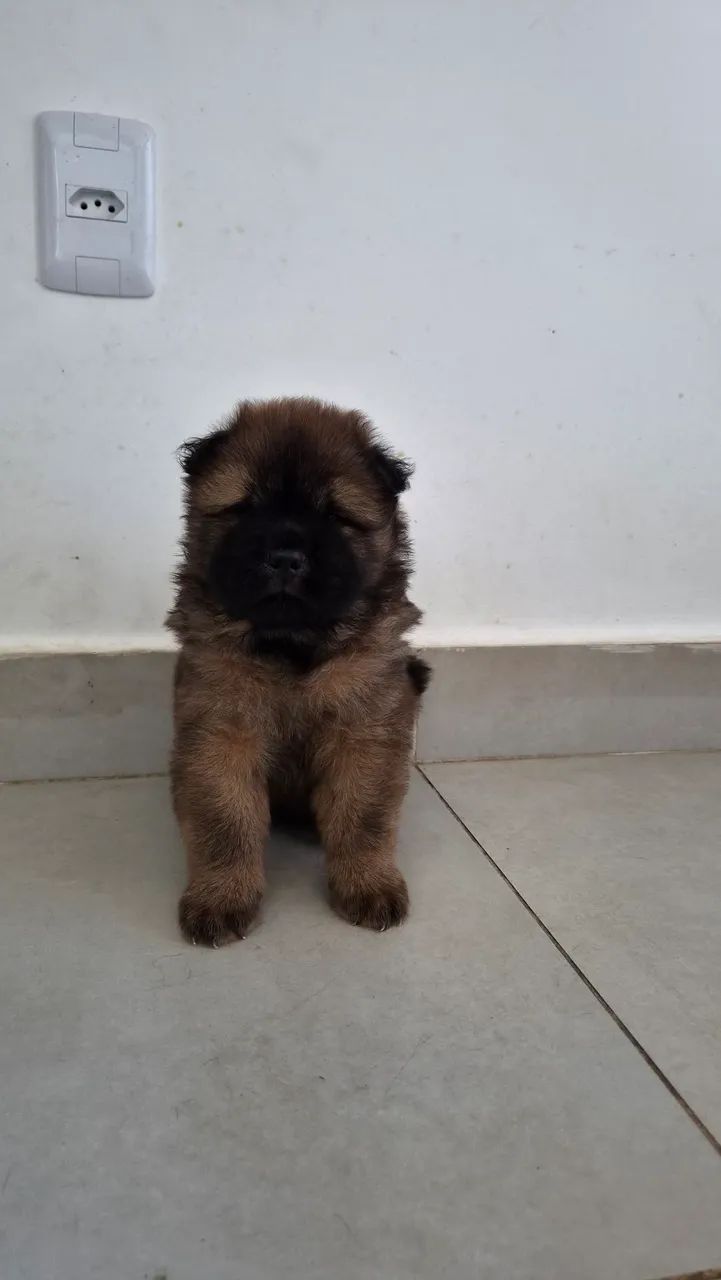 Animais de estimação  - Foto 2