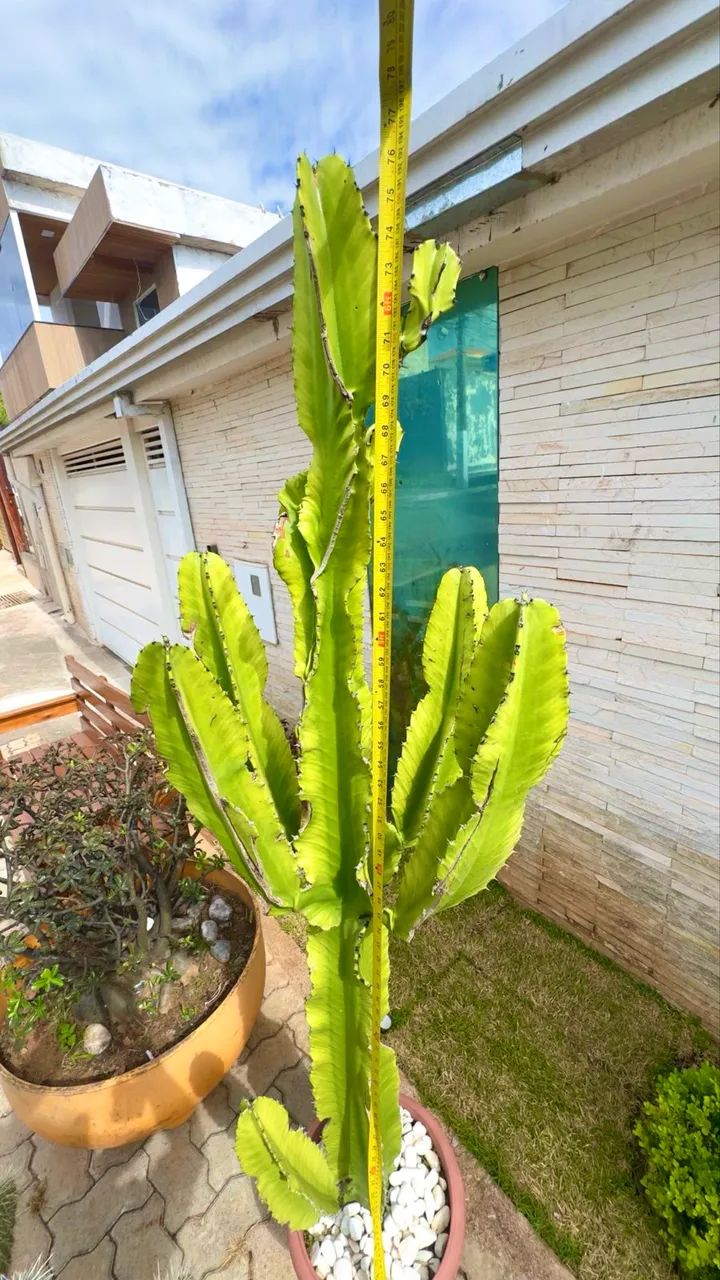 Cacto Candelabro (Mandacaru) adulto- 80cm - Foto 2