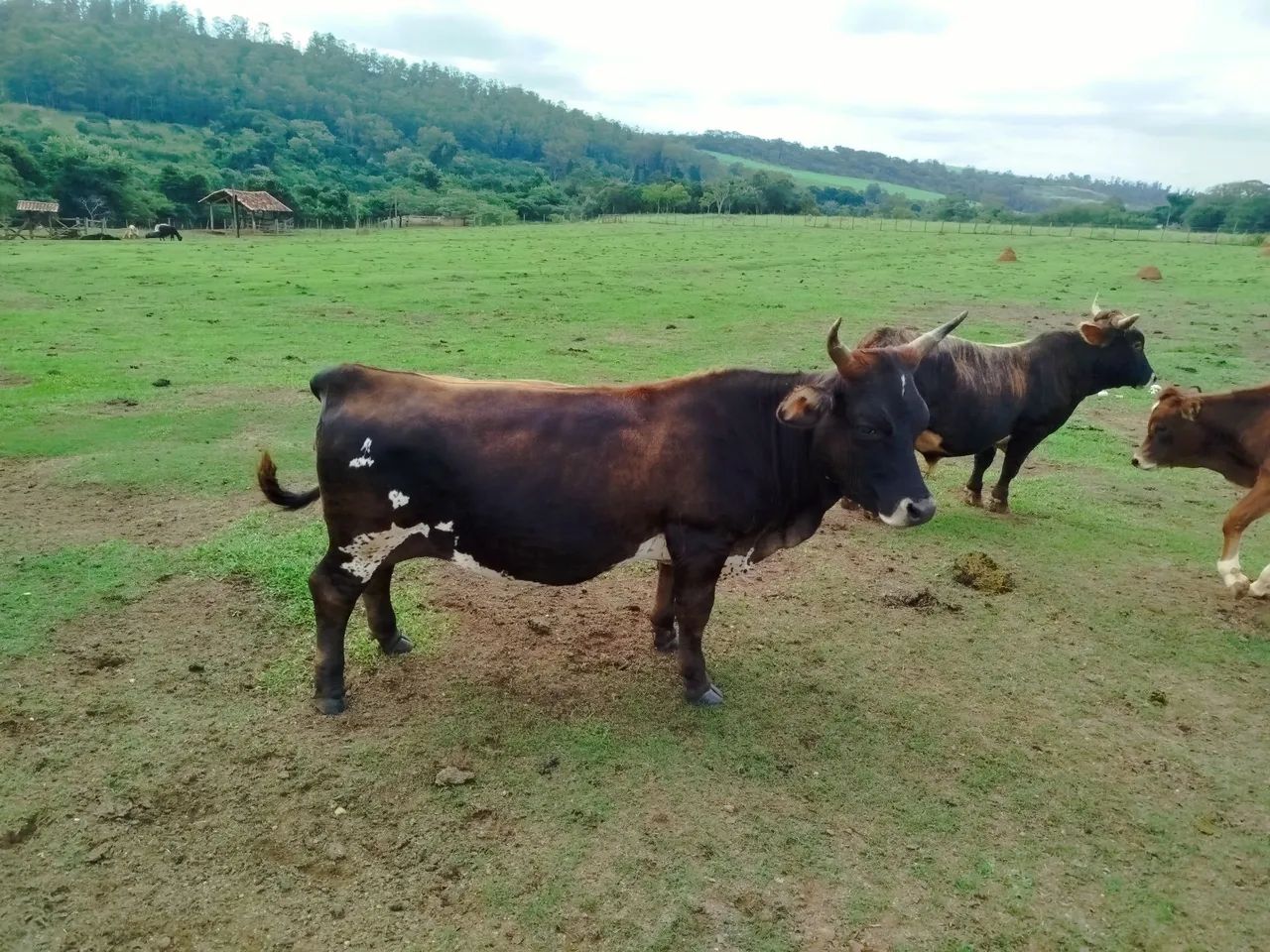 Mini vaca - Foto 2