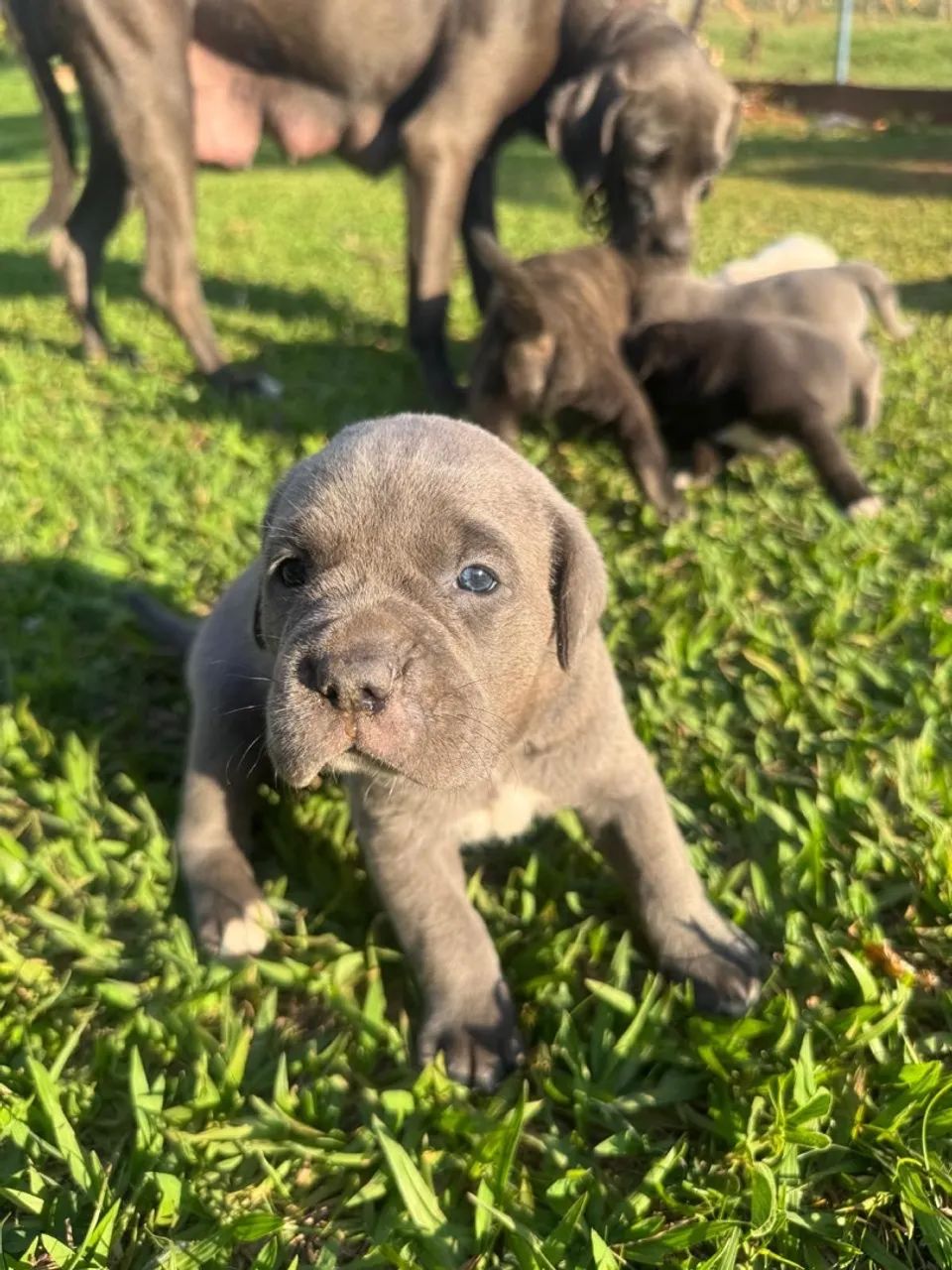 Filhotes de Cane Corso com pedigree