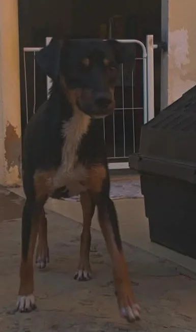 Adoção responsável  - Foto 2