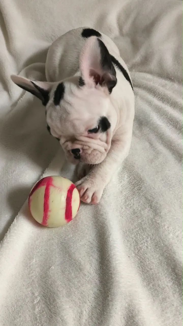 Bulldog francês macho  - Foto 2