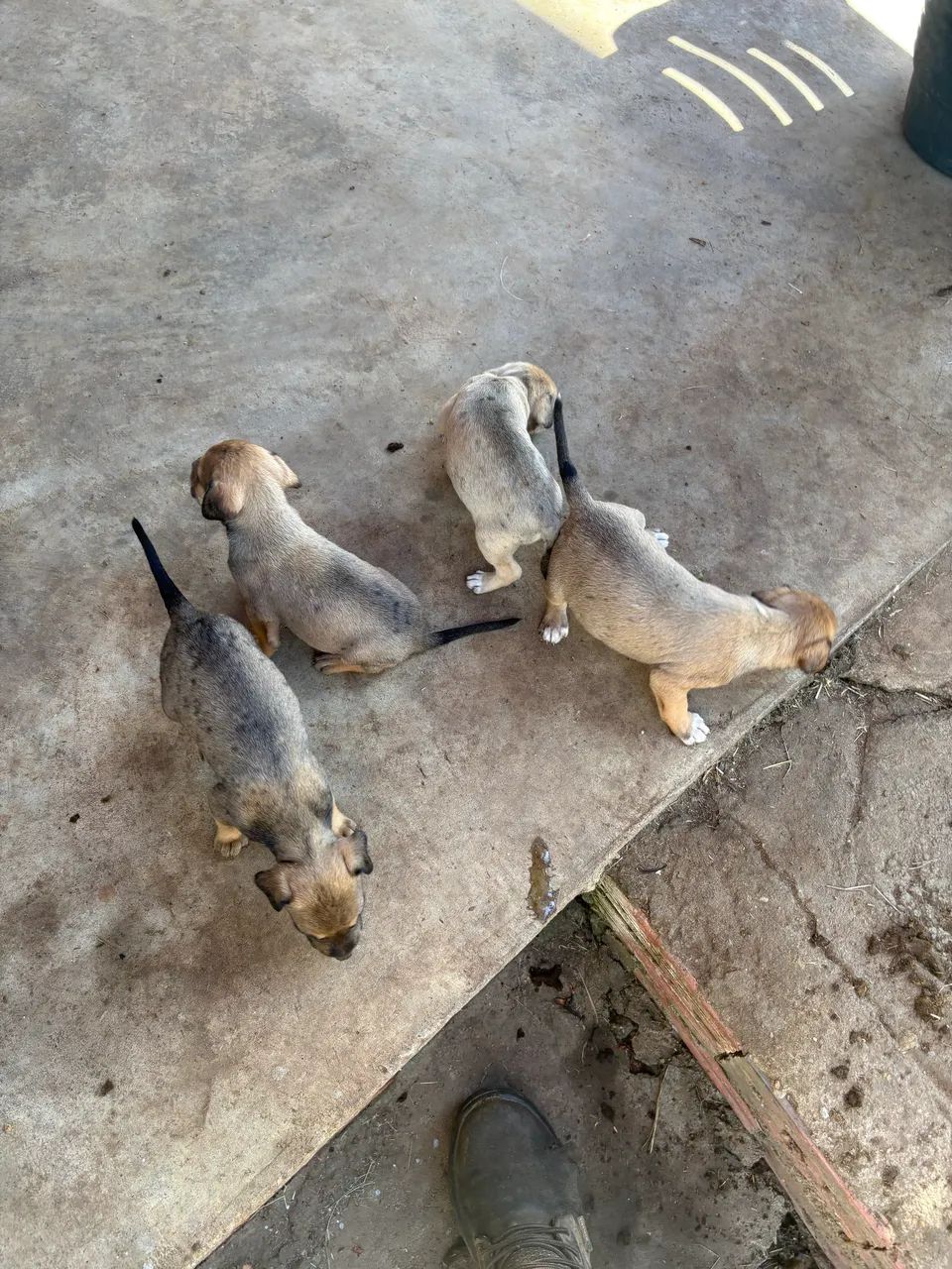 Cachorros - Foto 4