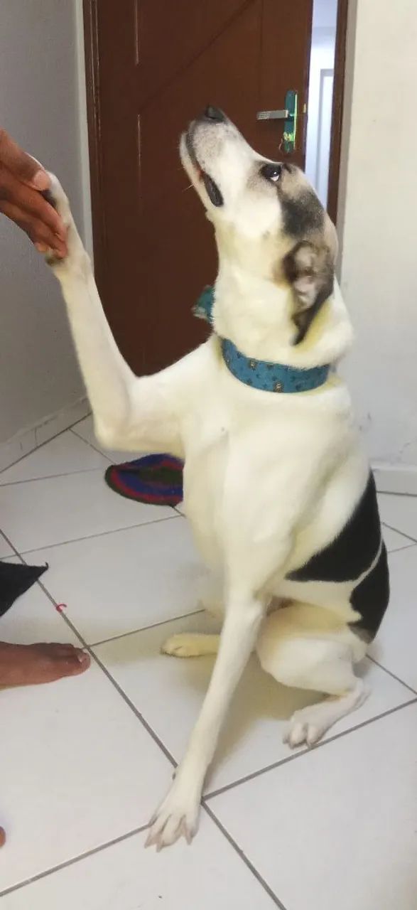 Doação 