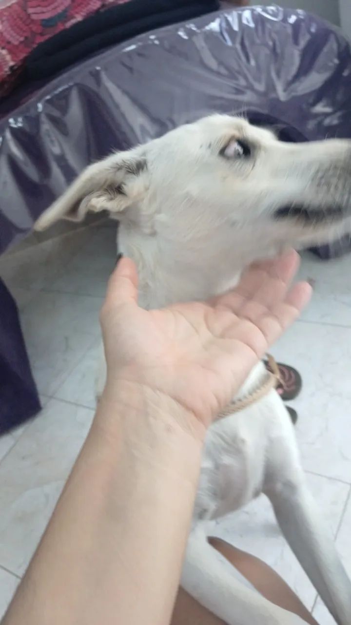 ** ADOÇÃO **