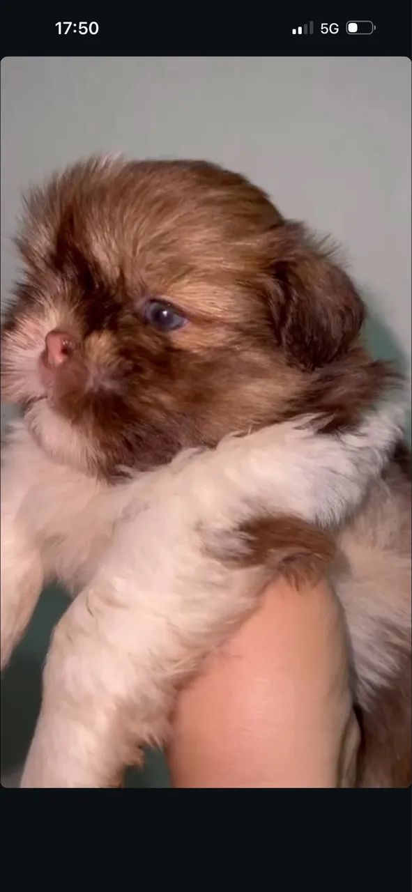 Shihtzu zero focinho com pedigree  - Foto 5