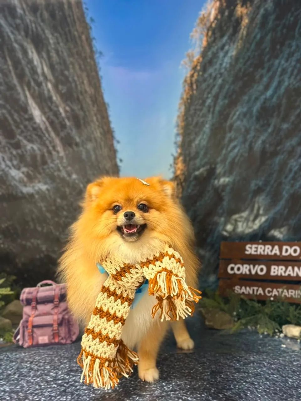 Cachorro - Foto 3