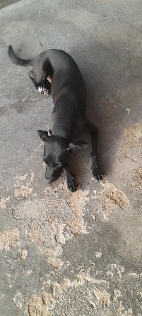 Adoção responsável  - Foto 3