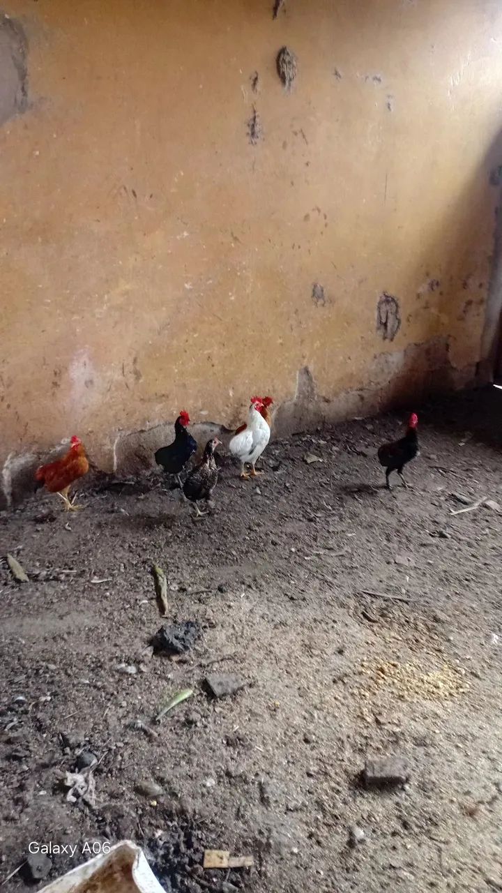 Garnize sura ornamental. - Foto 5