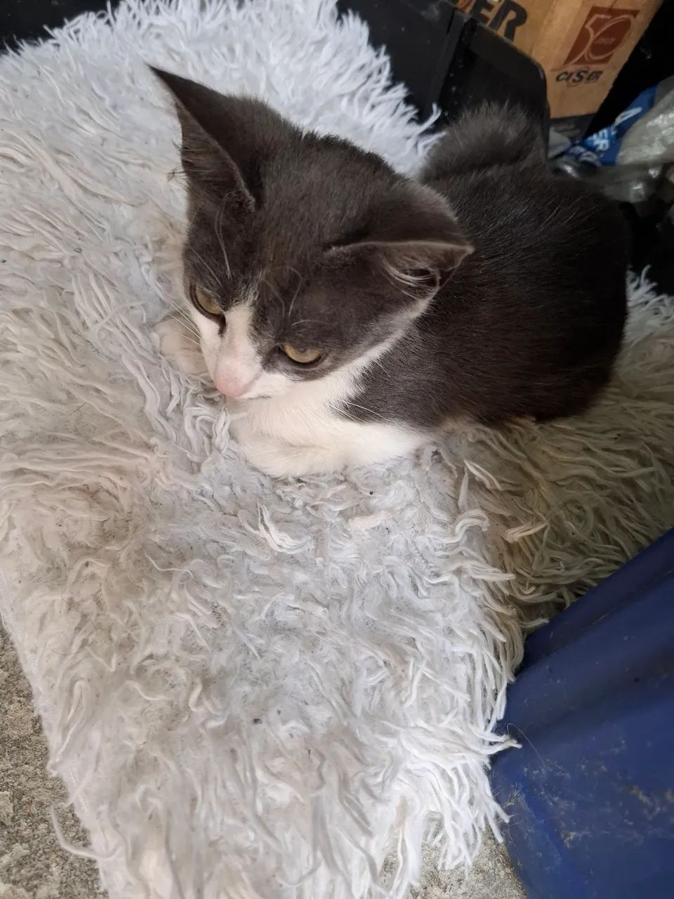 Doa se  gatinha uns 2 meses super saudável  - Foto 2