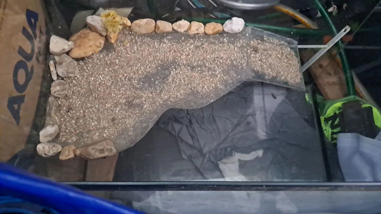Aquario 