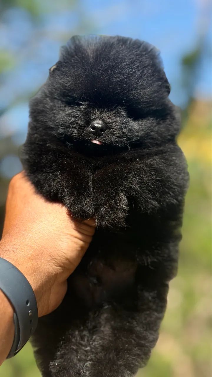 SPITZ ALEMÃO MACHINHO 
