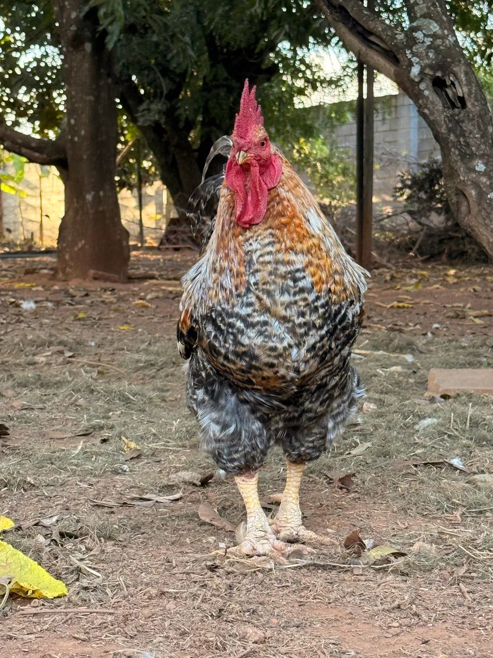 Galo - Foto 5