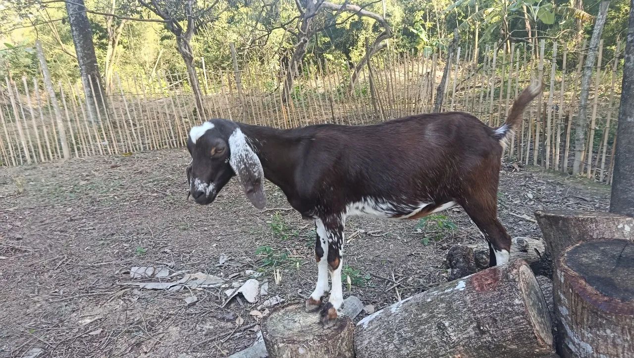 Vende-se uma cabrita  - Foto 5
