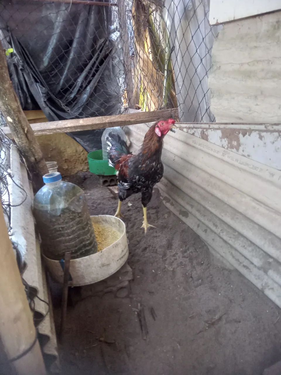 Vendo esses lindos Galos - Foto 3