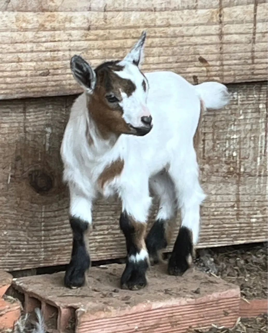 Mini cabra 