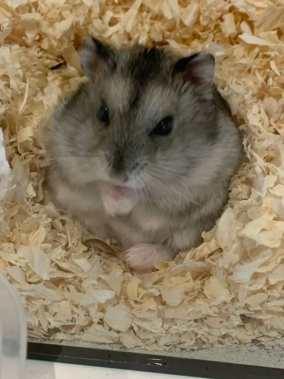 Hamster Anão russo Agouti  - Foto 3