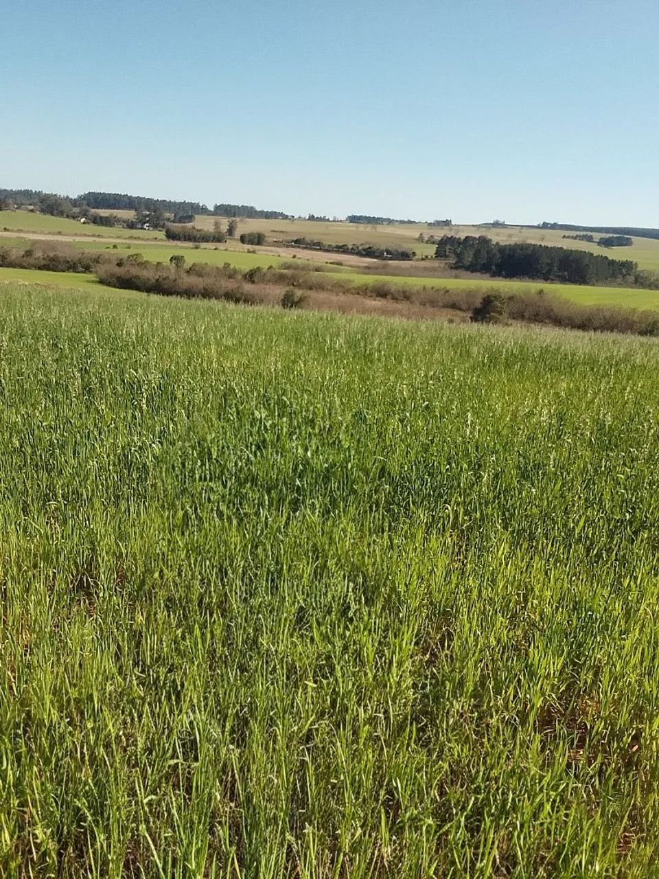 Campo com 14 hectares  - Foto 7