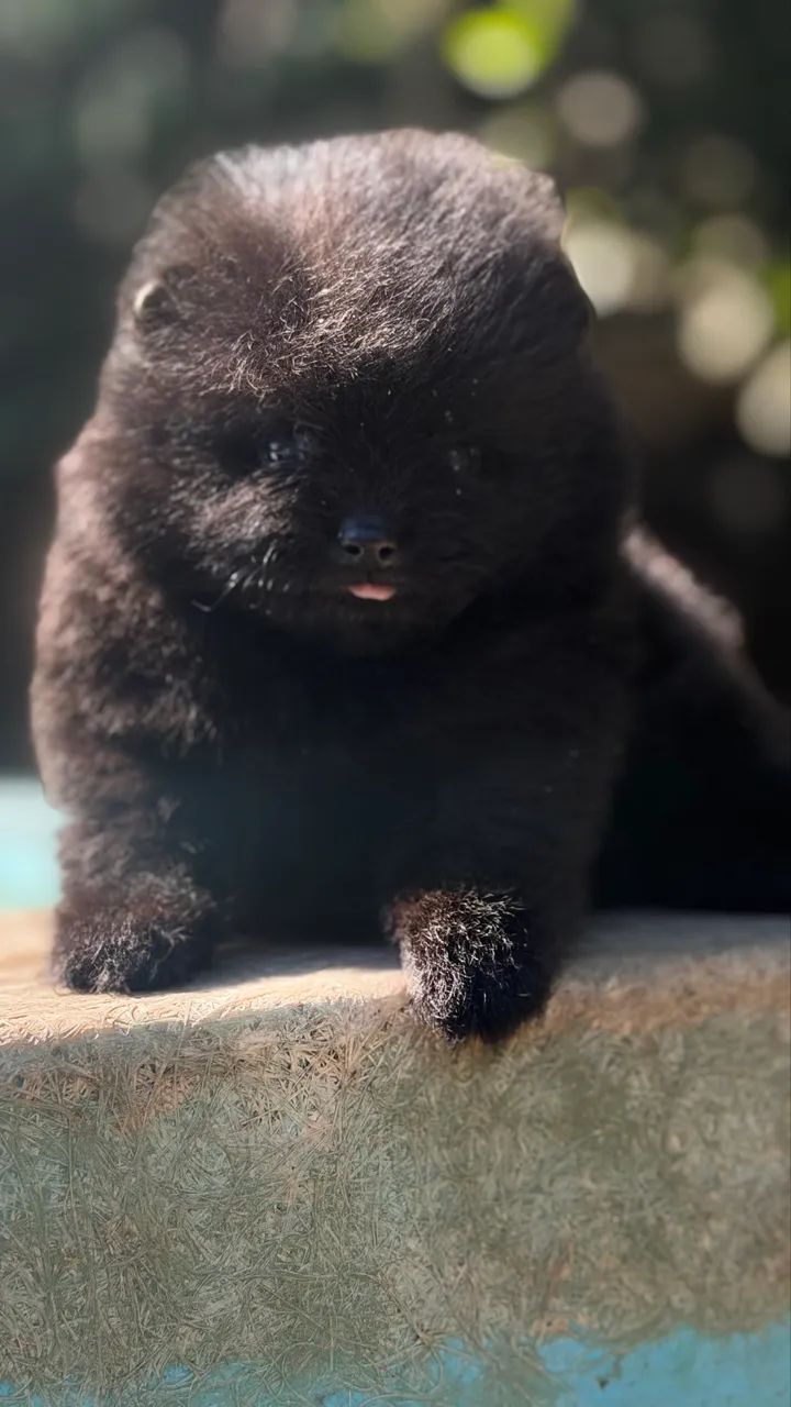 SPITZ ALEMÃO MACHINHO  - Foto 2