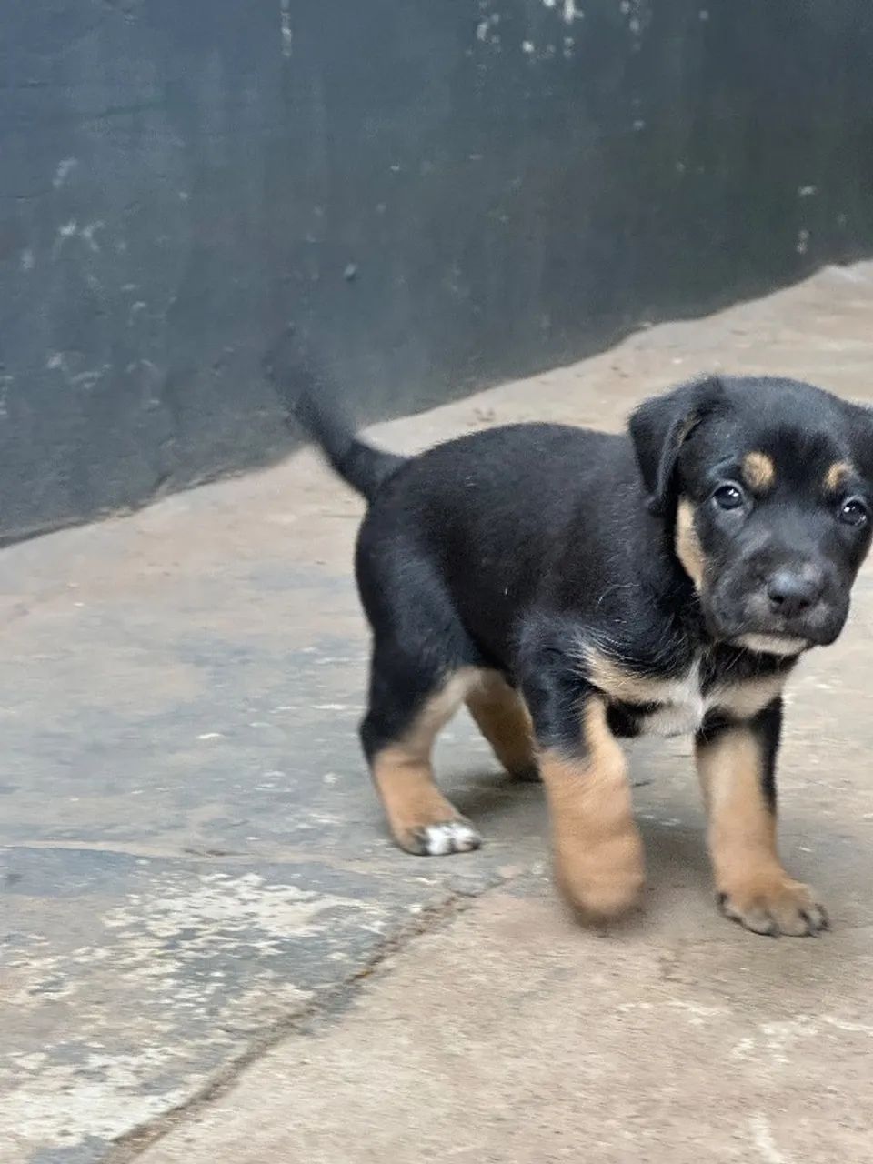 Adoção filhotes de cachorro  - Foto 2
