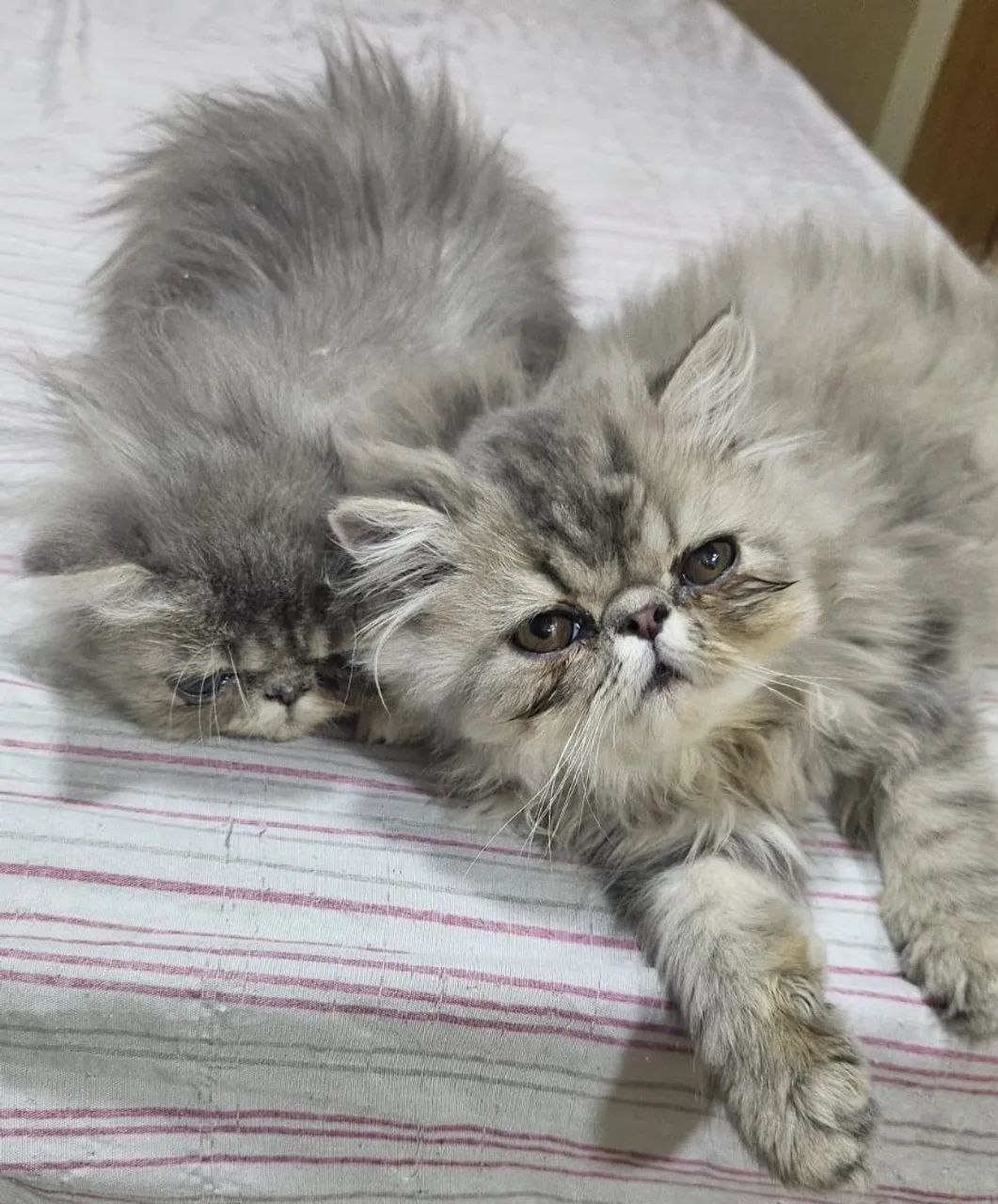 Gatinhos persa  - Foto 2
