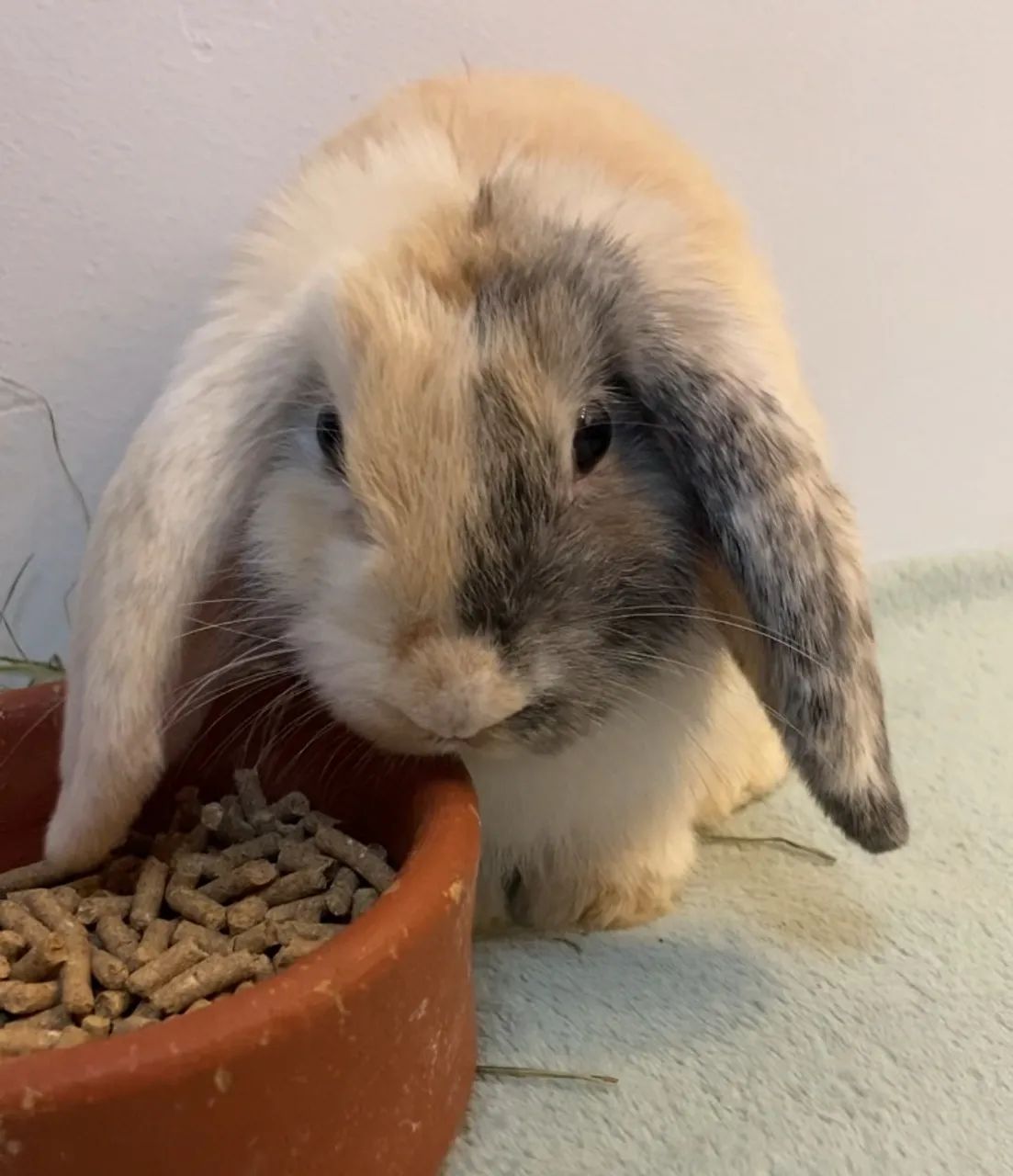 Coelho filhote Mini Lop Arlequim