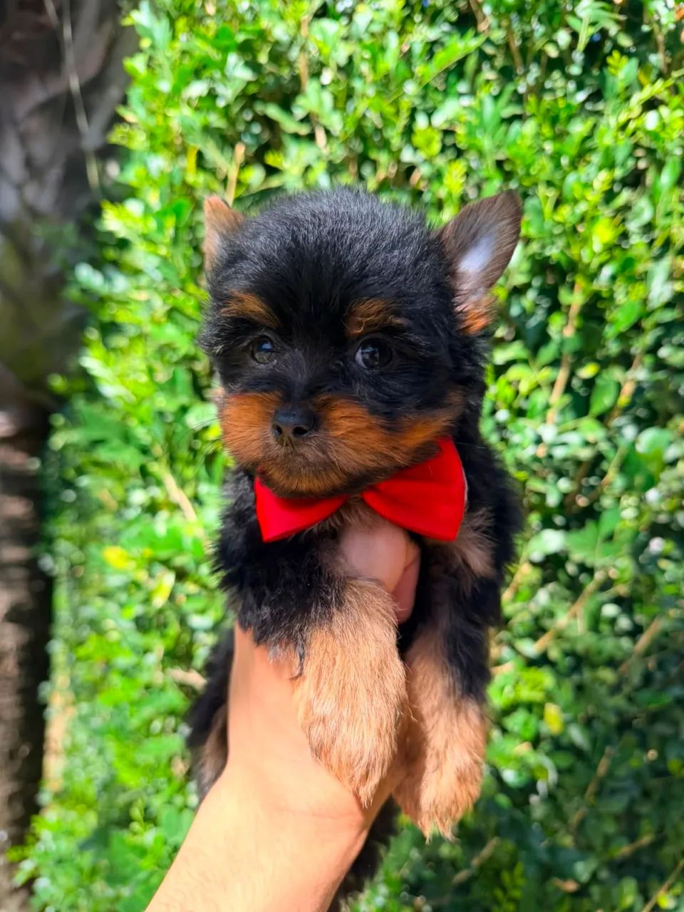 Machinho micro Yorkisere 