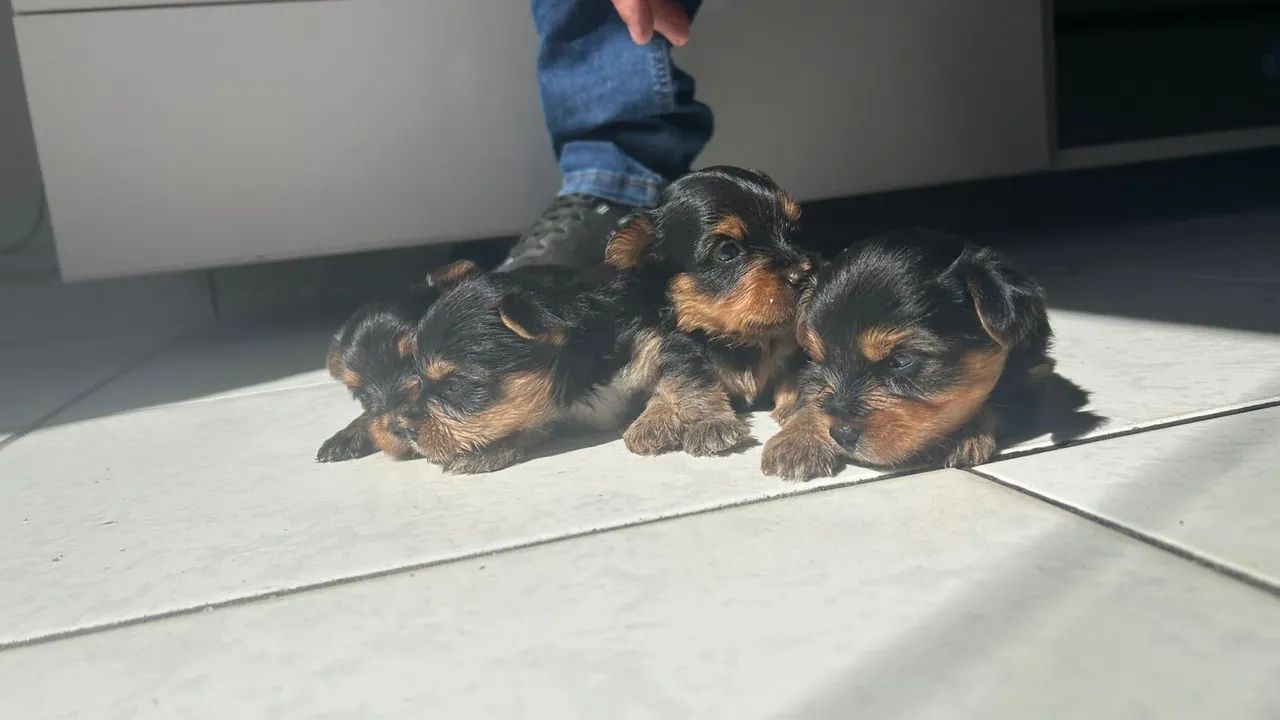 Yorkshire Terrier a venda  - Foto 3