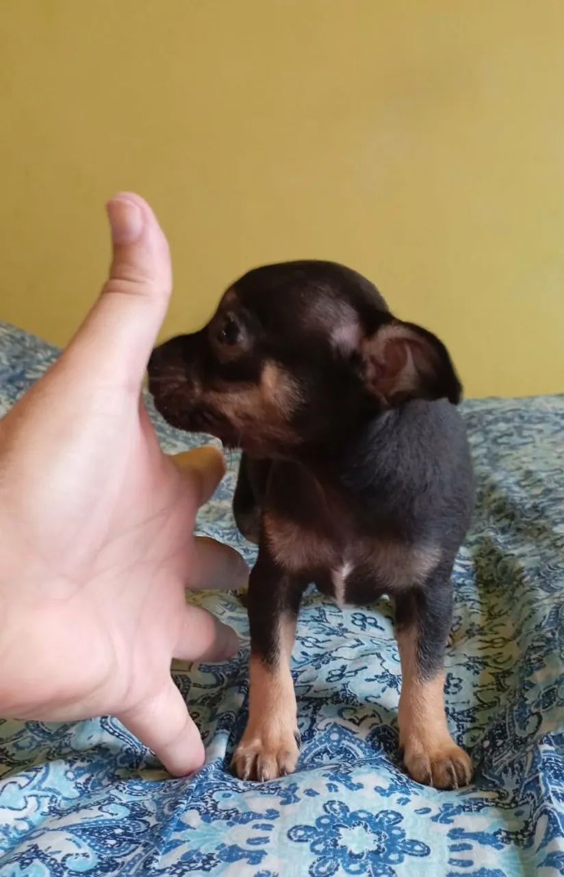 Chihuahua  - Foto 3