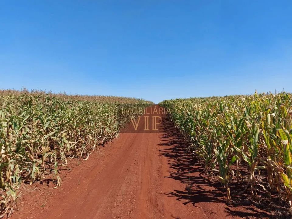 Zona Rural - Munhoz de Mello - Foto 4