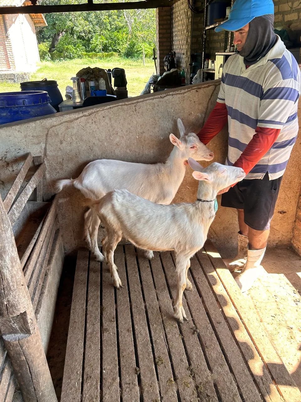 Vendo 4 cabritas e 2 bodinhos para abate! - Foto 2