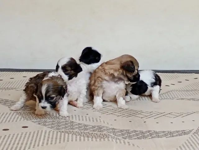 Cachorro 
