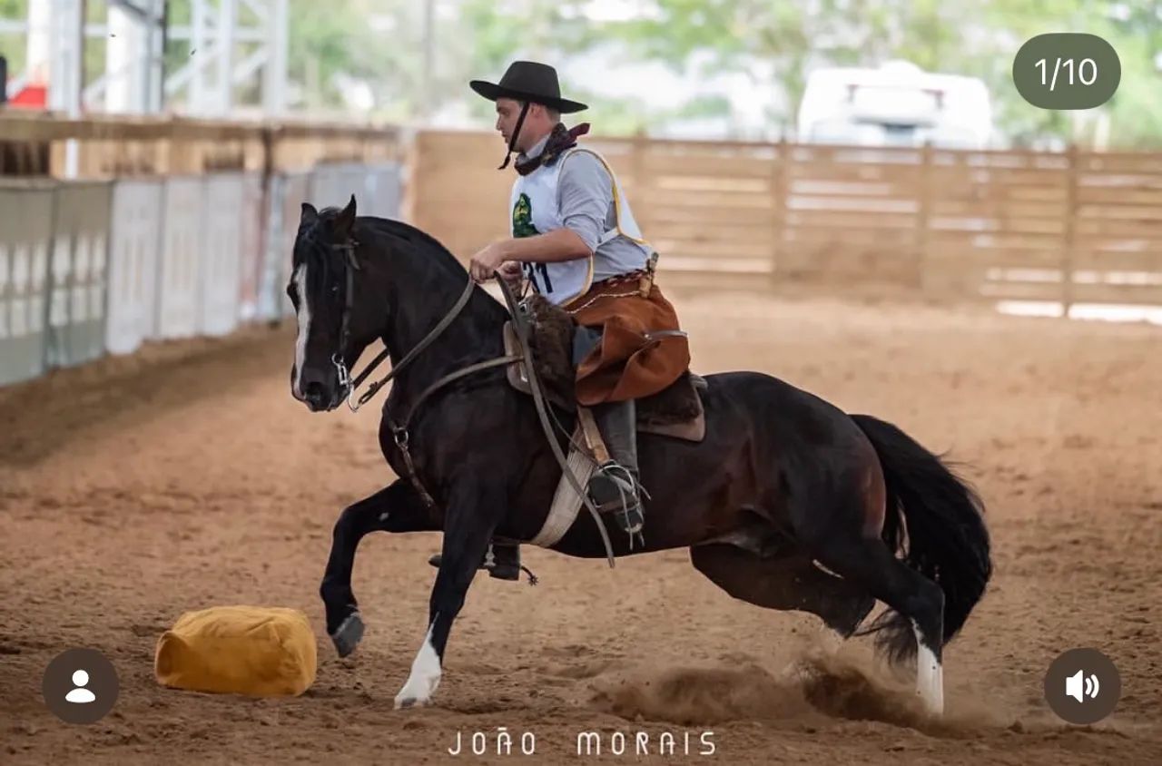 Cavalo Crioulo castrado confirmado  - Foto 3