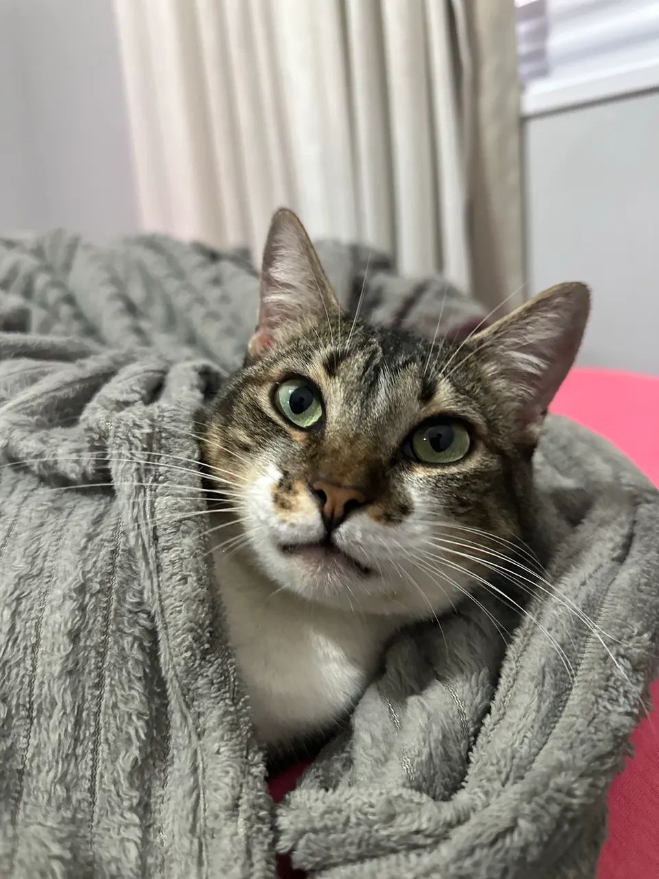 Doação de gatinha - Foto 2