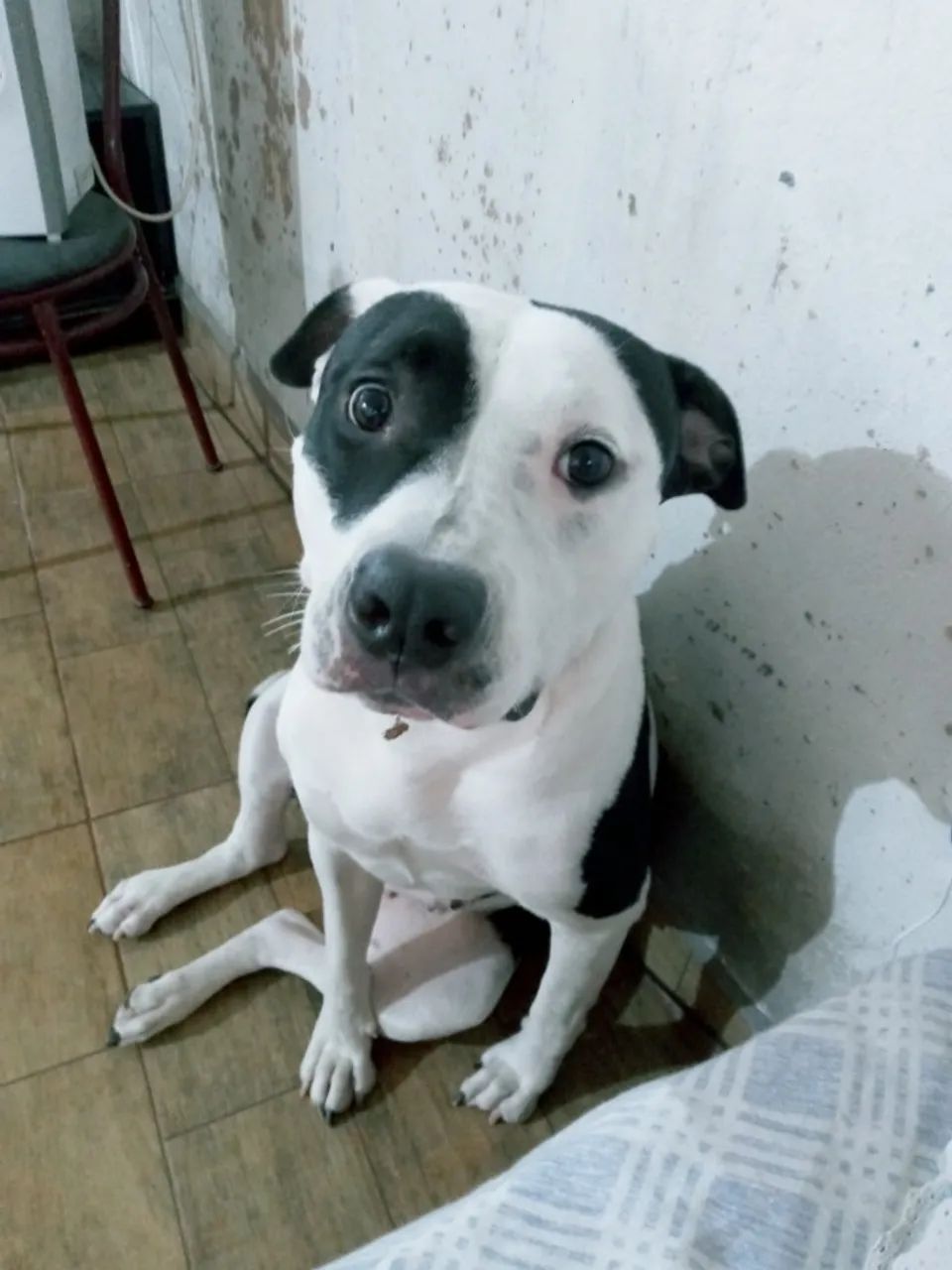 Cachorro  - Foto 3