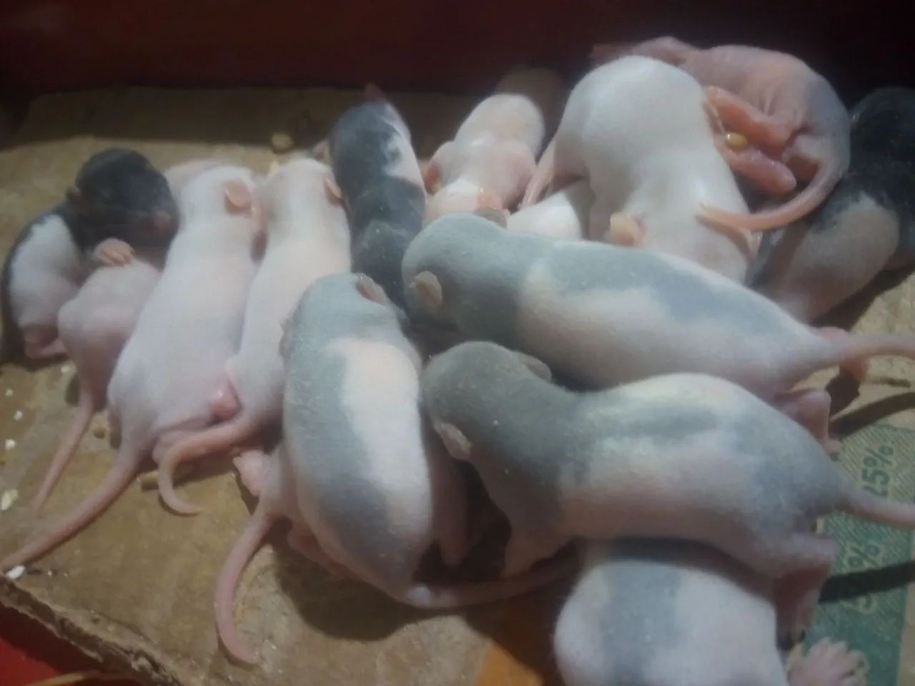 Twisters (RATAZANA DOMÉSTICA) - Foto 5