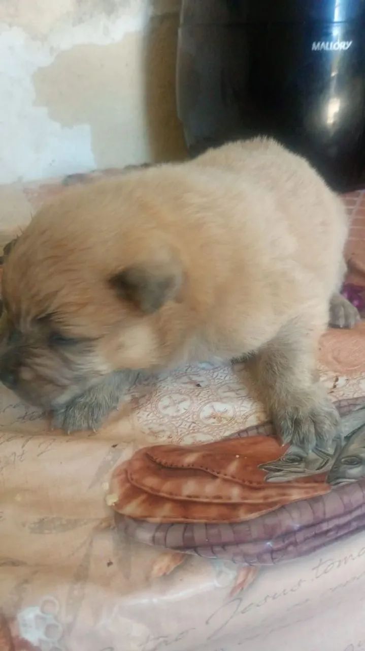 Chowchow macho - Foto 2