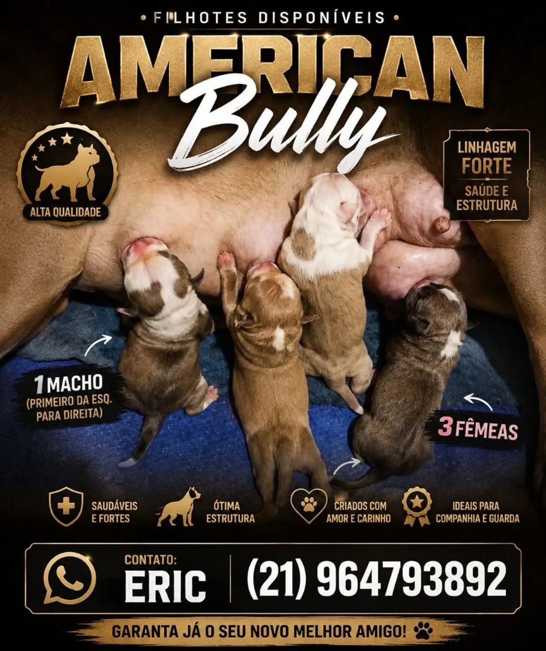 American Bully disponíveis 