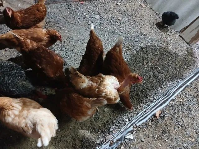 Tenho 10 galinhas poedeiras raça Isa Brown pra Vender - Foto 3