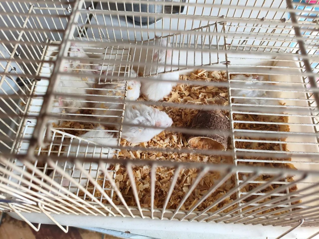Hamster