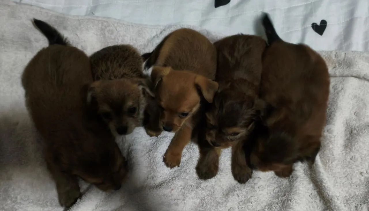 Pinscher - Foto 2