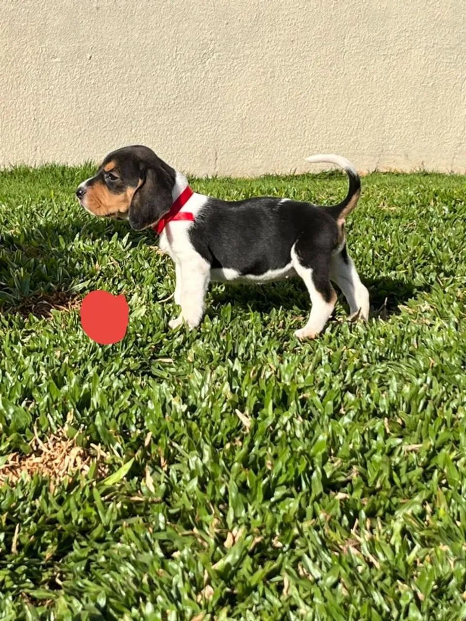 Beagle com Foxhound