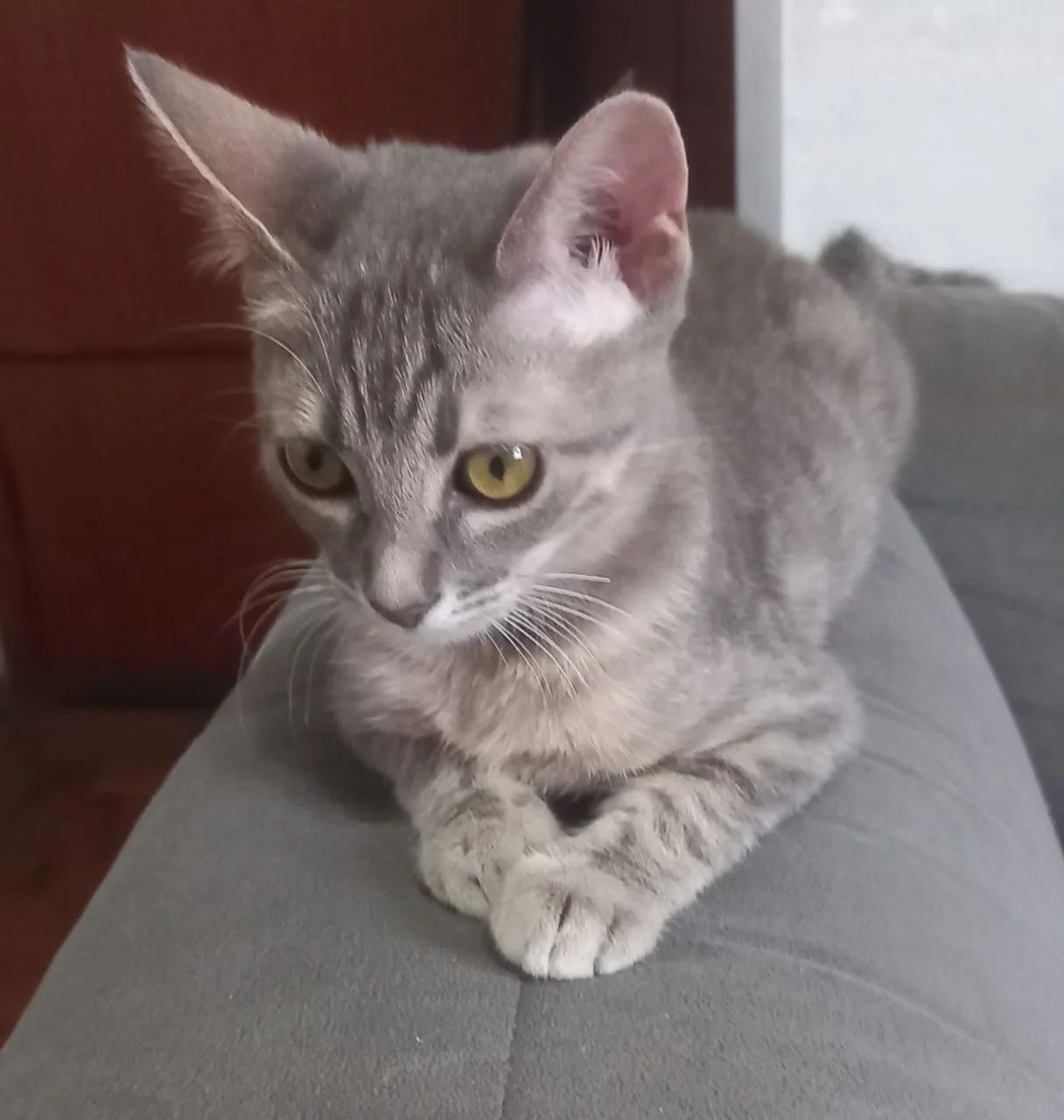 Animais instimação