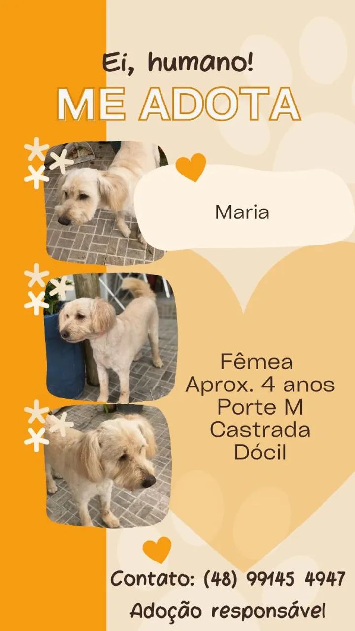 Adoção cadela - Maria - Foto 5