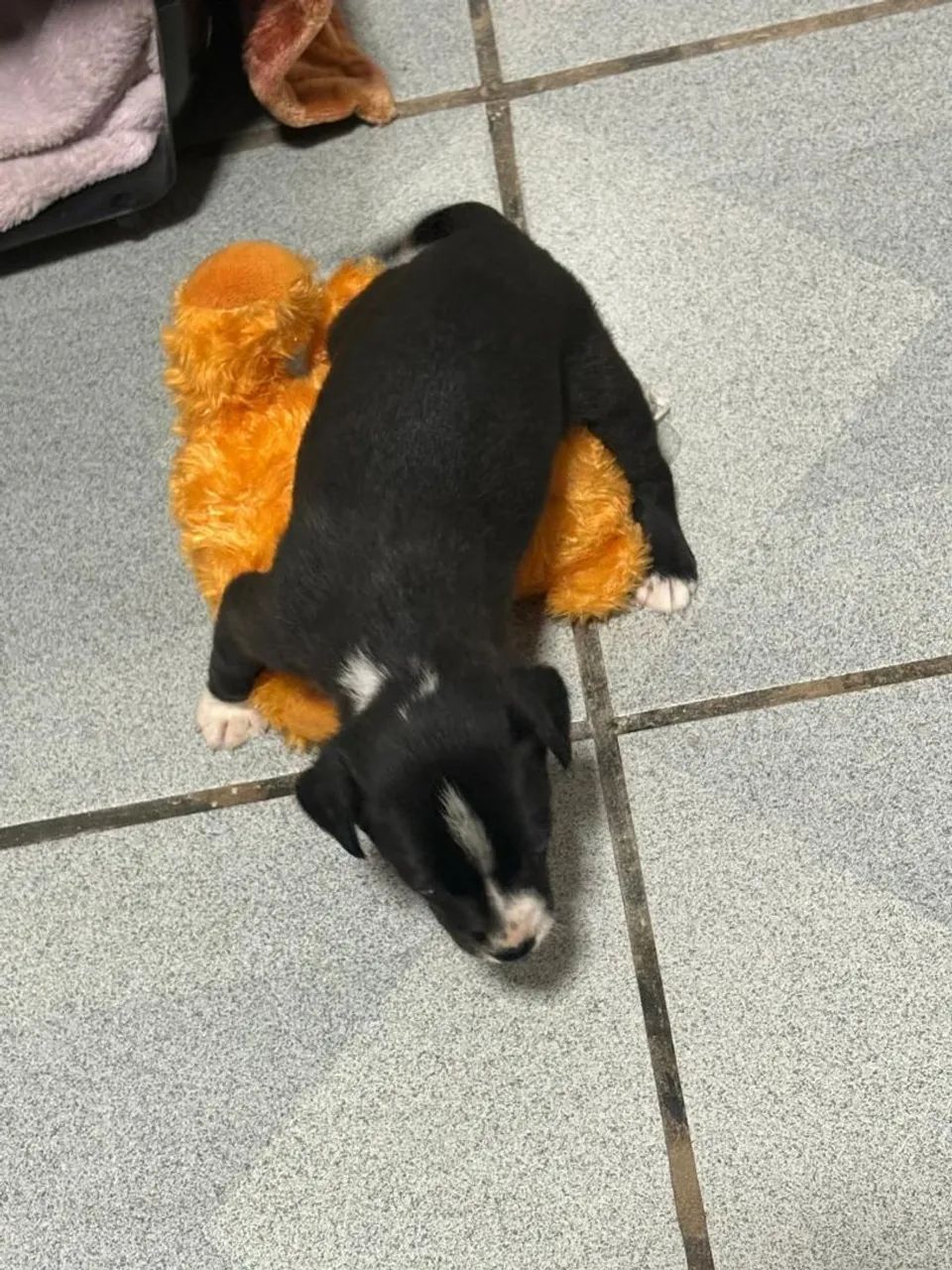 Doa-se um cachorrinha  - Foto 5