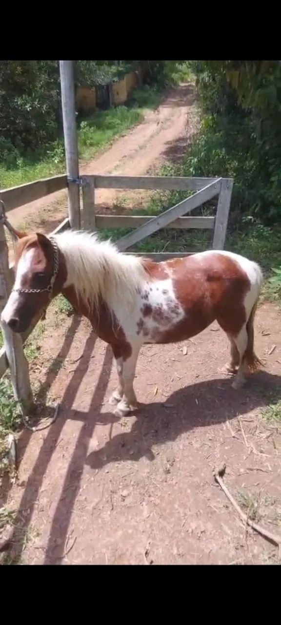 Pôneis exóticos  - Foto 3