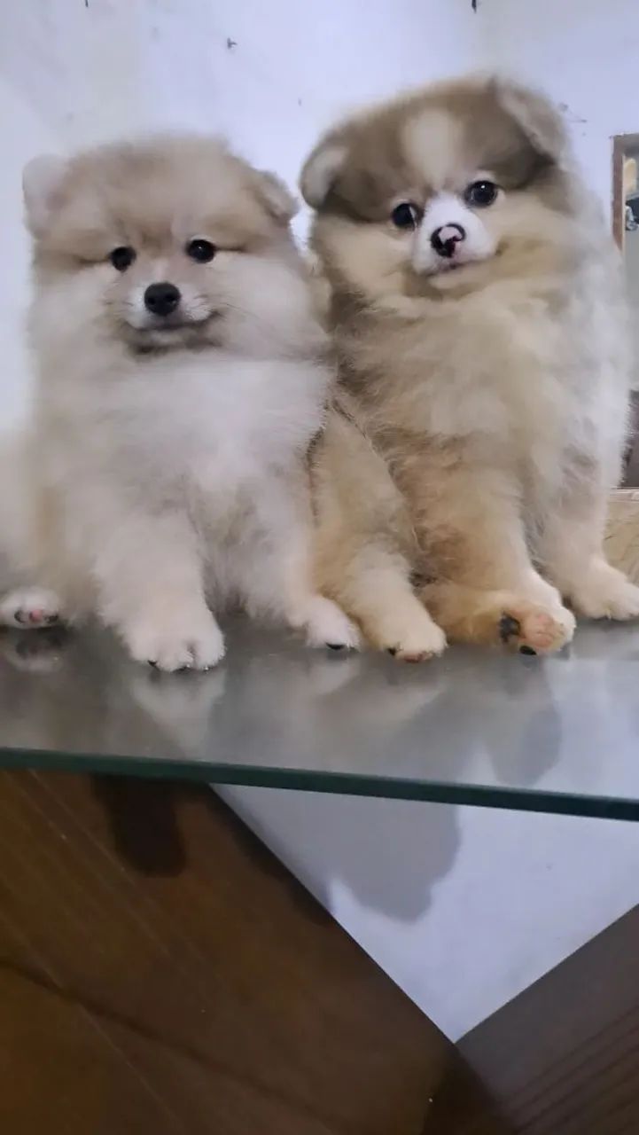 Spitz alemão pequeno