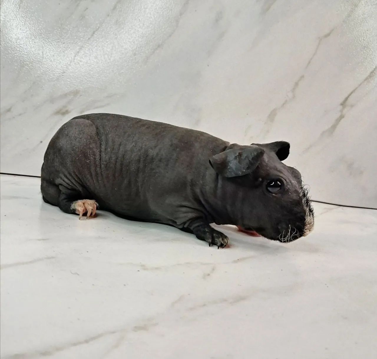 Guinea Pig436555535646740481