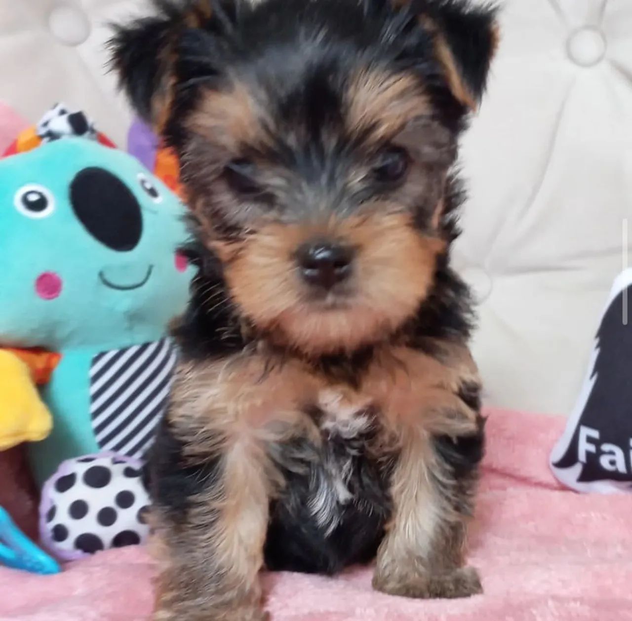 Filhote Yorkshire Terrier, alto risco de se apaixonar por esses filhotes!
